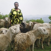 Ethiopia: Bringing in a Harvest