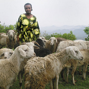 Ethiopia: Bringing in a Harvest